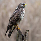 Buzzards